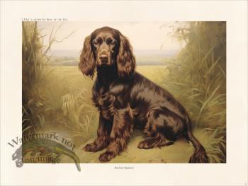 CFA Boykin Spaniel 02
